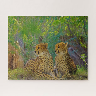 Puzzle Gatos Grandes Guepardo.