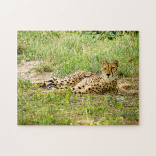 Puzzle Gatos Grandes Guepardo.