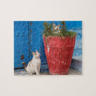 Puzzle Gatos jugando alrededor, Rabat, Marruecos