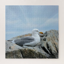 Gaviota A Orillas Del Mar