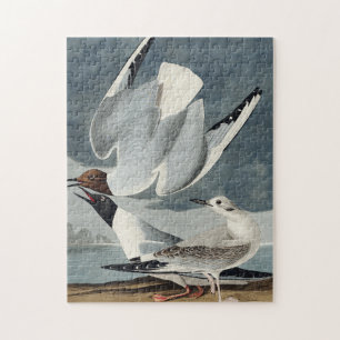 Puzzle Gaviota de Bonaparte de Aves de América