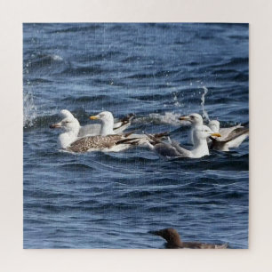 Puzzle Gaviotas Majestuosas Cazando Anguilas de Arena Sob