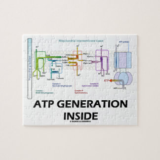 Puzzle Generación del ATP dentro de la cadena de