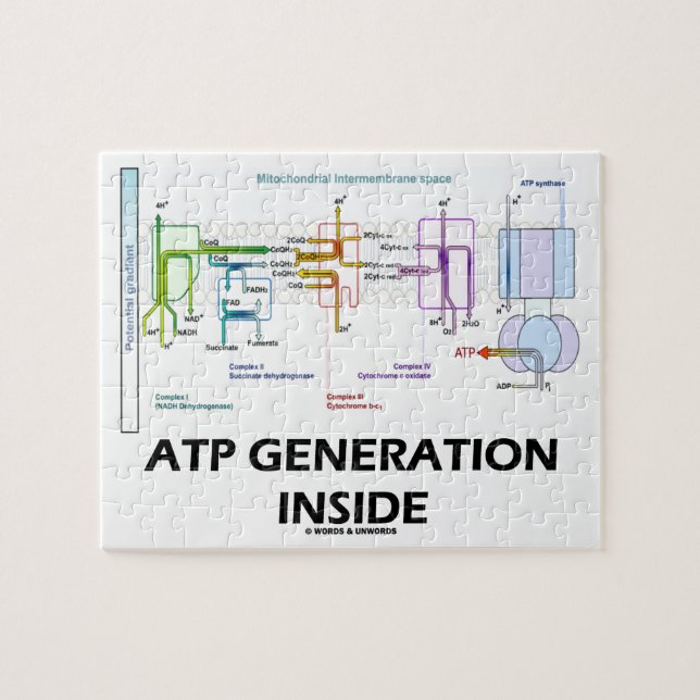 Puzzle Generación del ATP dentro de la cadena de (Horizontal)