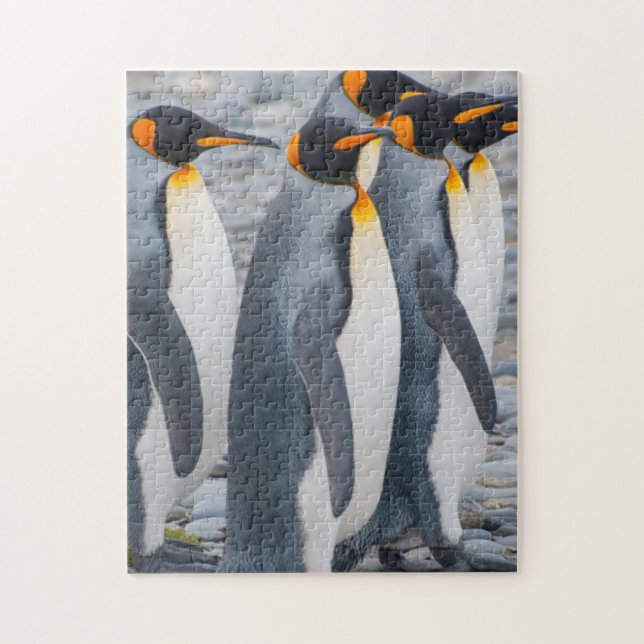 Puzzle Georgia del Sur. Pingüinos rey (Vertical)