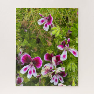 Puzzle Geranio de hoja perfumada magenta, Oakland