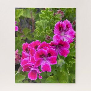 Puzzle Geranio Martha Washington Rosa Brillante, Oakland