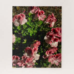Puzzle Geranio rosa de Martha Washington, San Mateo