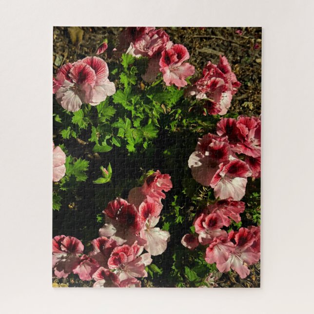 Puzzle Geranio rosa de Martha Washington, San Mateo (Vertical)