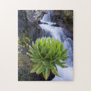 Puzzle Giant Groundsel o Dendrosenecio 2