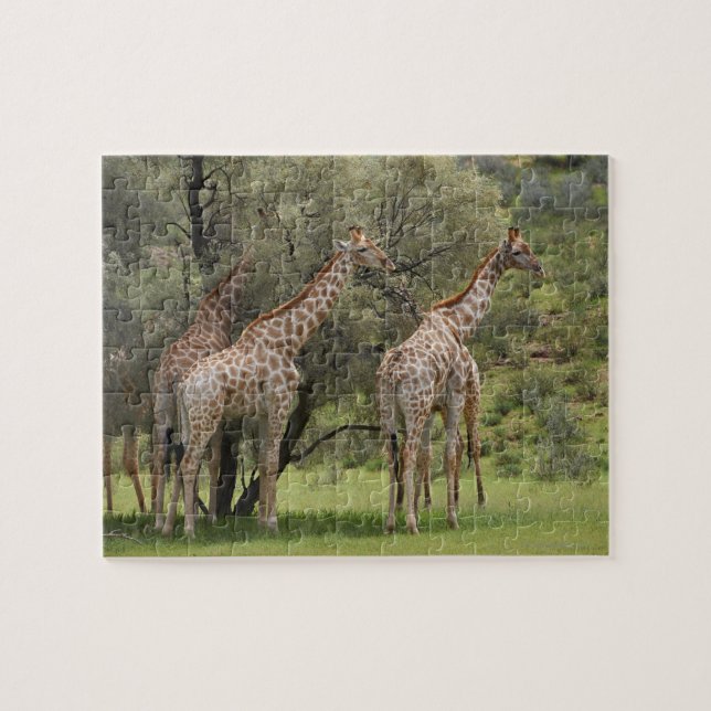 Puzzle Giraffe, camello de Giraffa, Kgalagadi 2 (Horizontal)