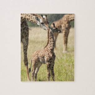 Puzzle Giraffias masai, camelopardalis Giraffa 2