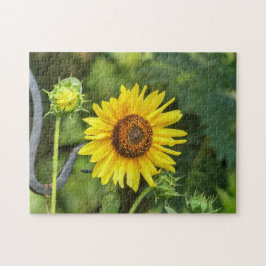 Puzzle Girasol