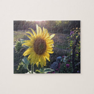 Puzzle Girasol al atardecer —