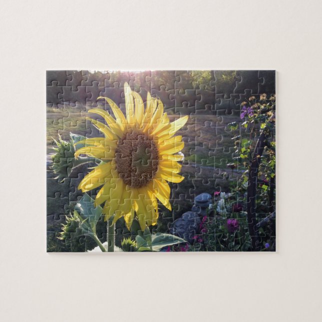 Puzzle Girasol al atardecer — (Horizontal)