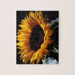 Puzzle Girasol en el estudio 1