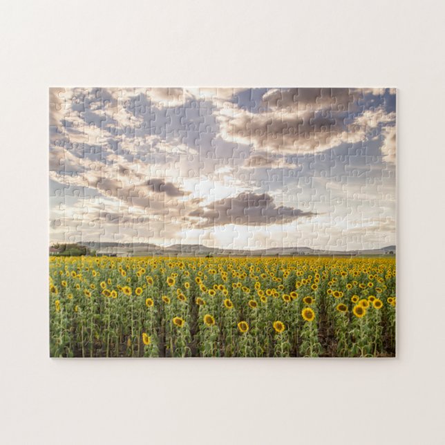 Puzzle Girasoles en la puesta del sol (Horizontal)