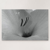 Gladioli blanco