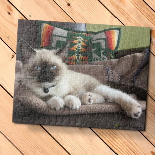 Puzzle Glamour Ojos azules, fotografía de gatitos siamese