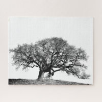 GNARLY OAK TREE