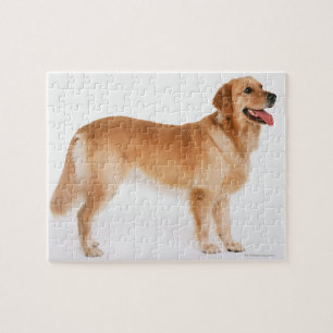 Puzzle Golden Retriever
