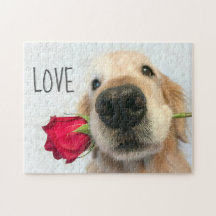 Golden Retriever con amor por la rosa roja de San 