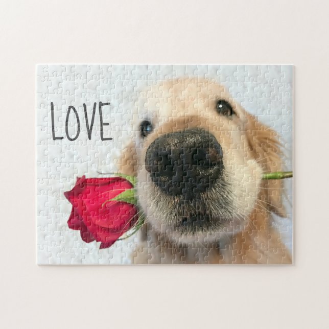 Puzzle Golden Retriever con amor por la rosa roja de San  (Horizontal)