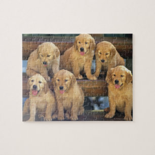 Puzzle Golden Retriever; es relativamente moderno y