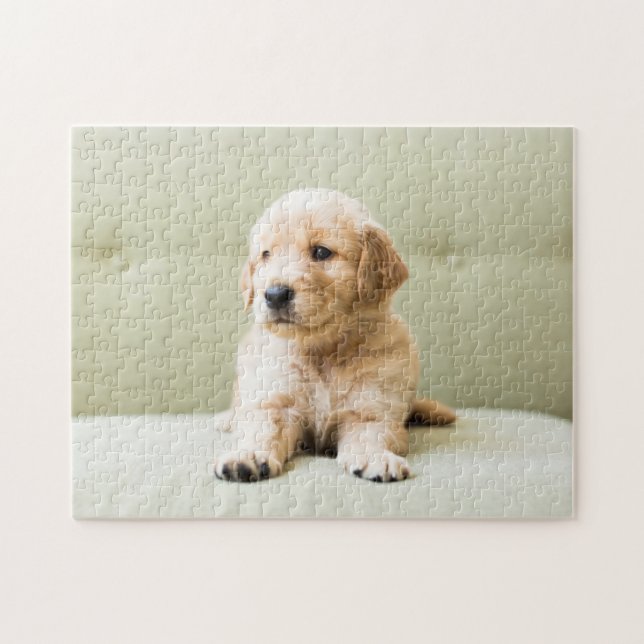 Puzzle Golden Retriever Puppy on Couch (Horizontal)