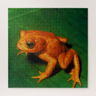 PUZZLE GOLDEN TOAD