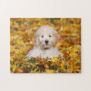 Puzzle Goldendoodle Cachorro En Hojas Caídas