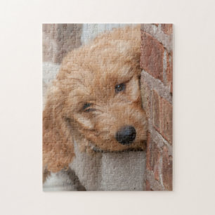 Puzzle Goldendoodle cachorro picado
