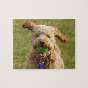 Puzzle Goldendoodle con bolas