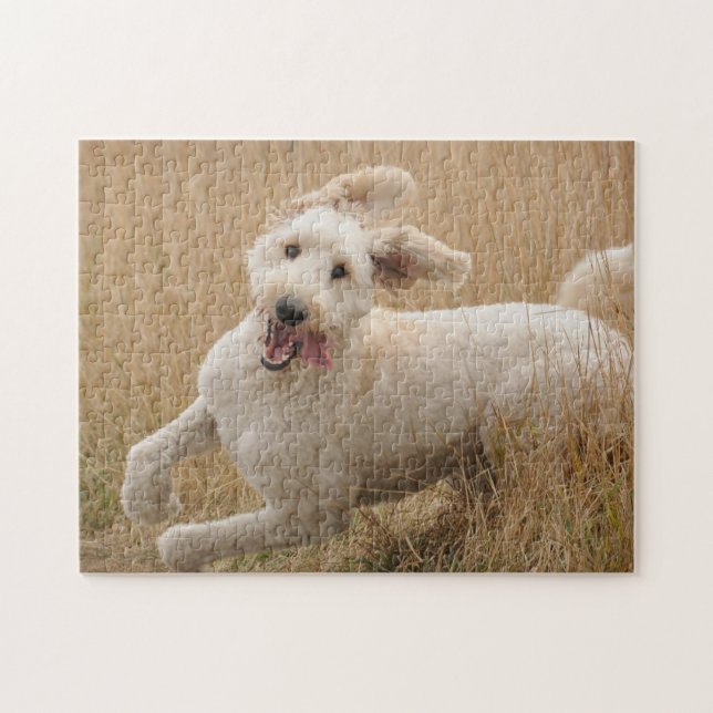 Puzzle Goldendoodle corre por la hierba (Horizontal)