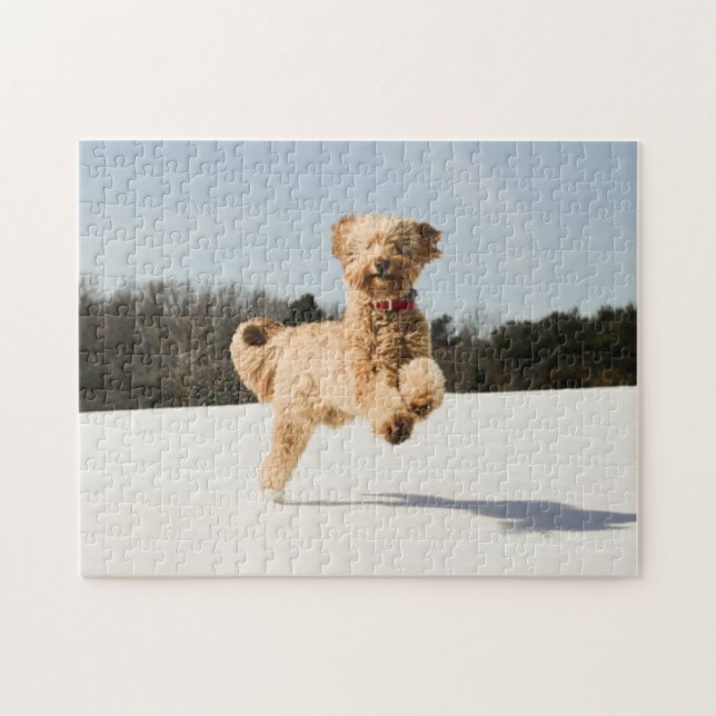 Puzzle Goldendoodle corriendo por el campo (Horizontal)