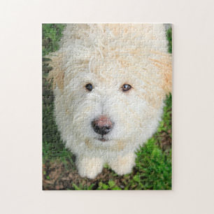 Puzzle Goldendoodle Puppy Mirando Cámara