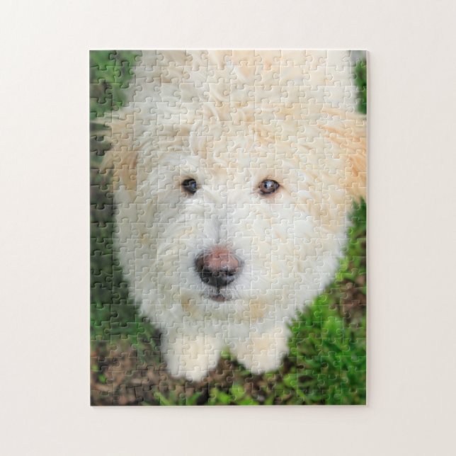 Puzzle Goldendoodle Puppy Mirando La Cámara (Vertical)