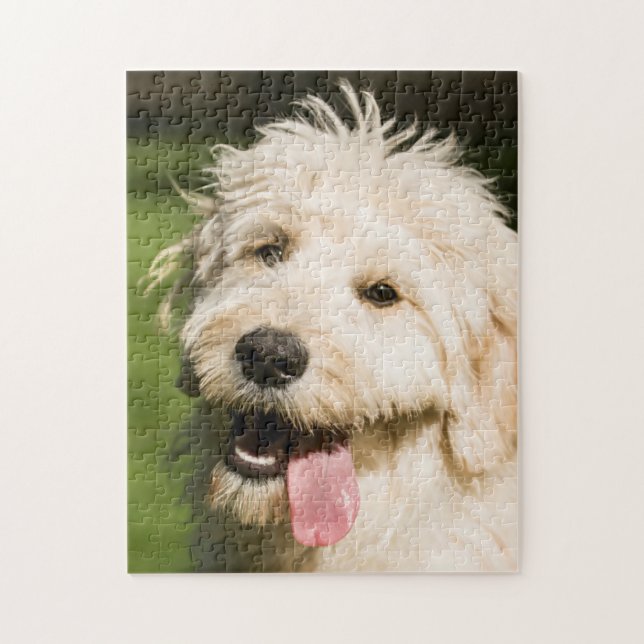 Puzzle Goldendoodle Puppy Panting (Vertical)