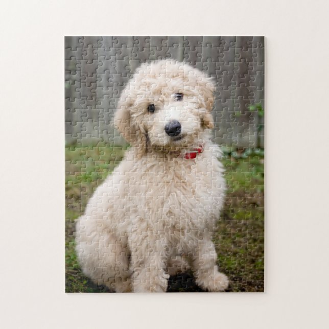 Puzzle Goldendoodle Puppy Sits En Grasa (Vertical)