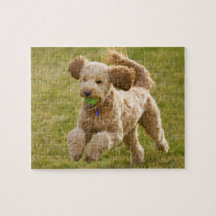 Goldendoodle Toca