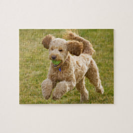 Puzzle Goldendoodle Toca