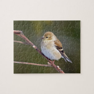 Puzzle Goldfinch americano