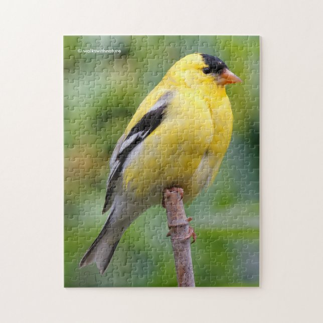 Puzzle Goldfinch estadounidense masculino en el Bambú (Vertical)