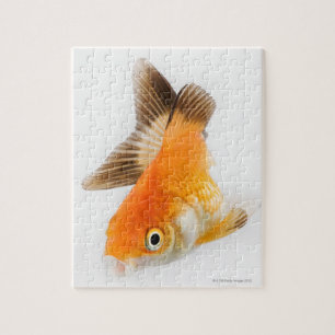Puzzle Goldfish (auratus del Carassius)