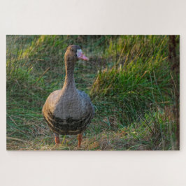 Puzzle Goose con frente blanco mayor