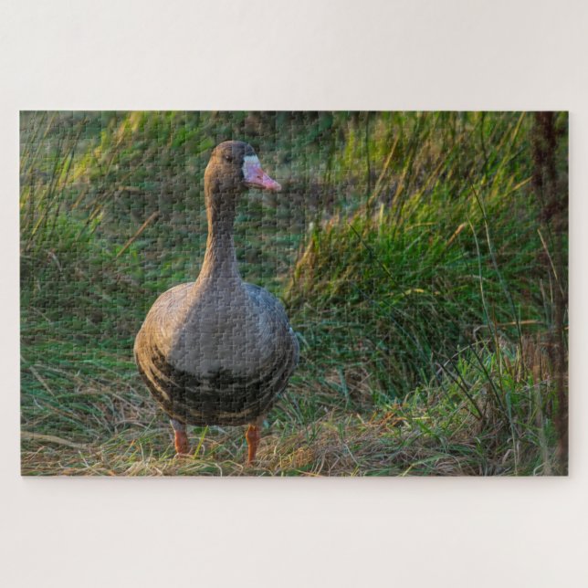 Puzzle Goose con frente blanco mayor (Horizontal)