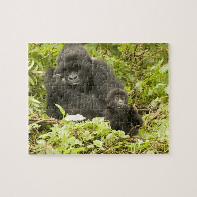 Puzzle Gorila de montaña, Gorilla beringei (anteriormente (Horizontal)