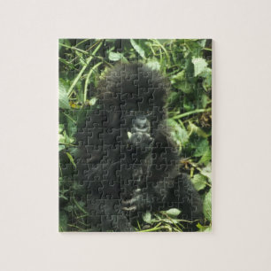 Puzzle Gorila de montaña, (Gorilla gorilla beringei),