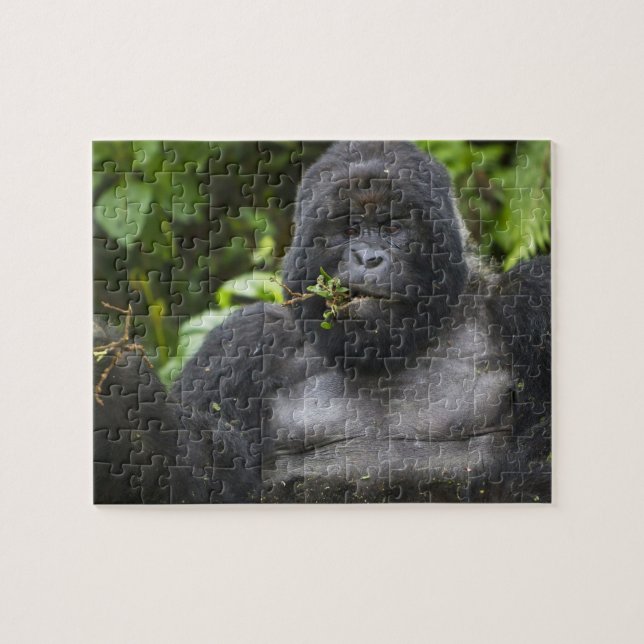 Puzzle Gorila de montaña y silverback (Horizontal)