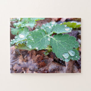 Puzzle Gotas de lluvia en flor de columna , Aquilegia